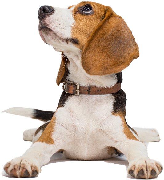 Alert Beagle Puppy Looking Up PNG image