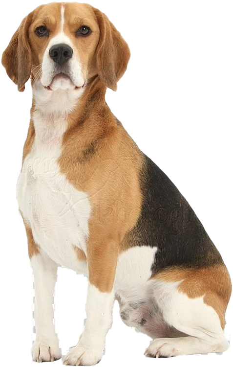Alert Beagle Sitting Pose PNG image