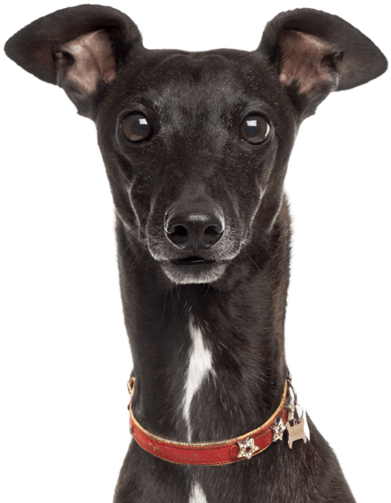 Alert Black Greyhound Portrait PNG image