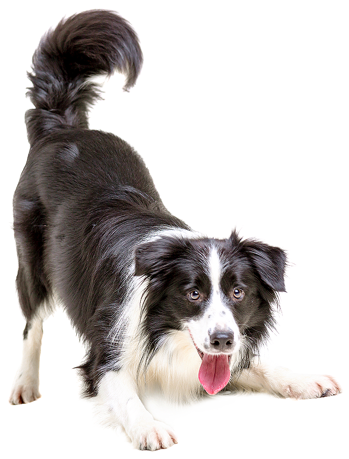 Alert Border Collie Dog PNG image