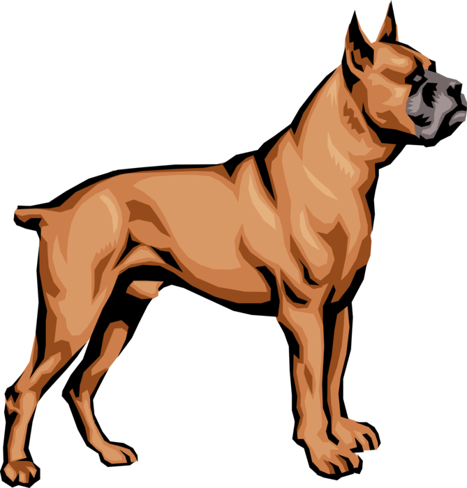 Alert Boxer Dog Illustration PNG image