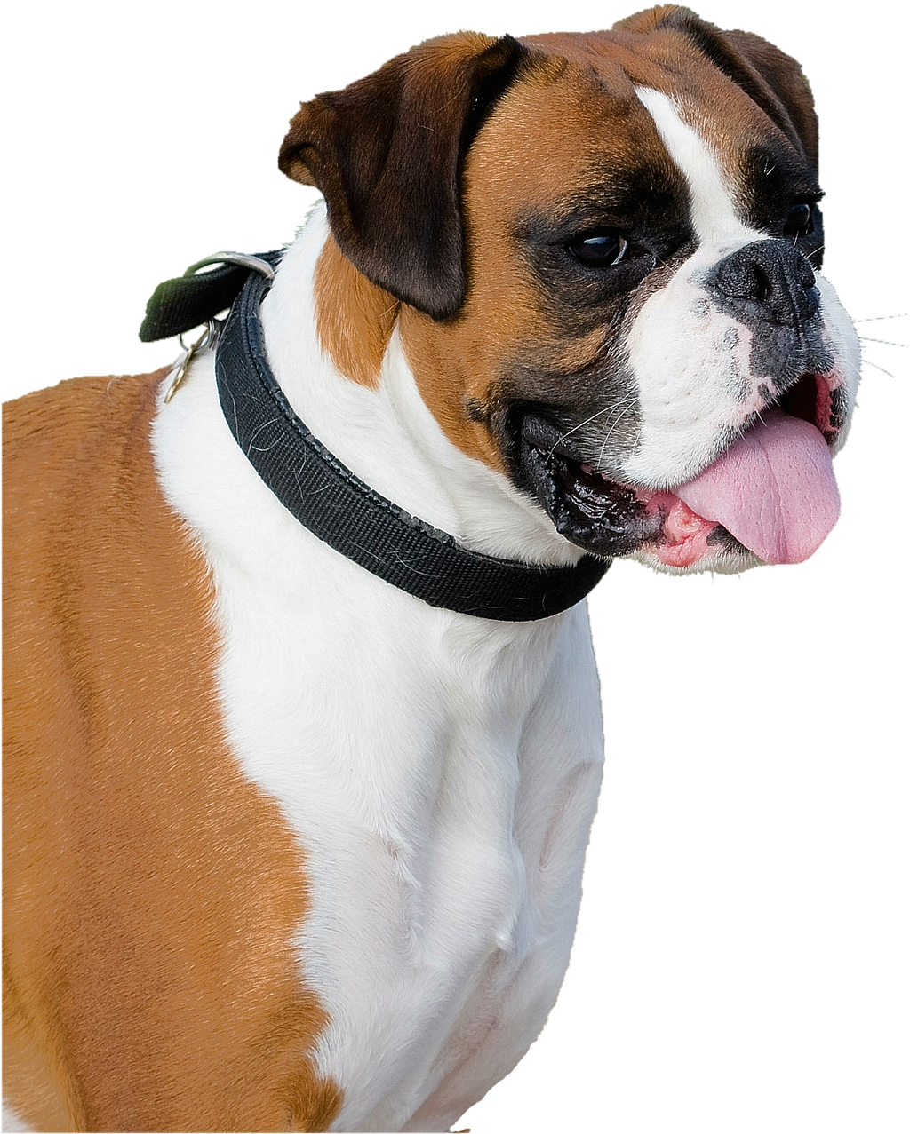 Alert Boxer Dog Profile PNG image
