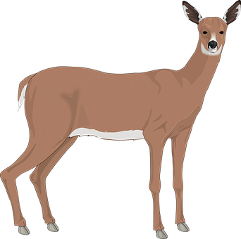 Alert Brown Deer Illustration PNG image