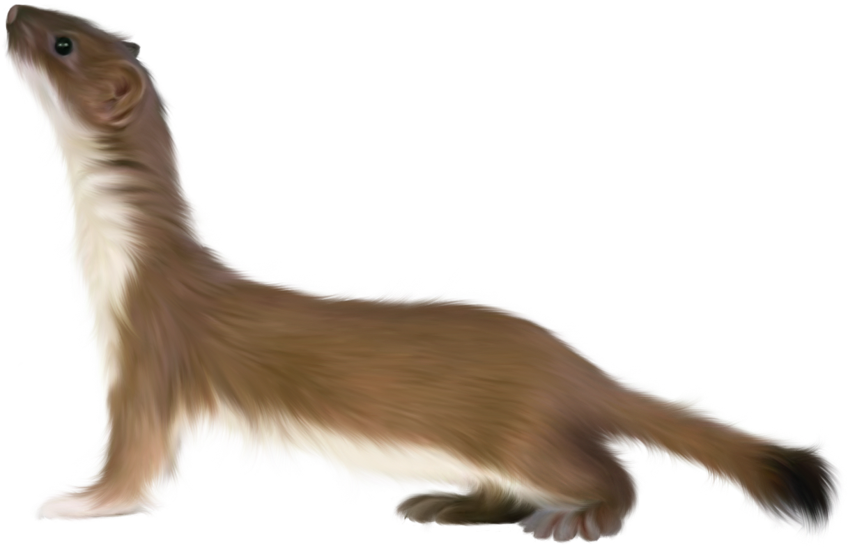 Alert Brown Ferret PNG image