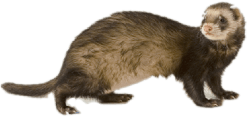 Alert Brown Ferret PNG image