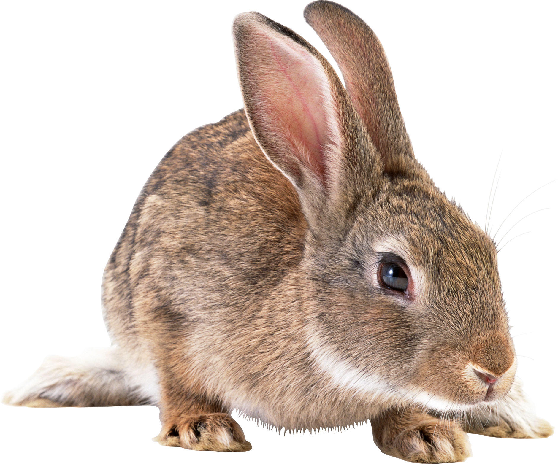 Alert Brown Rabbit Isolated PNG image