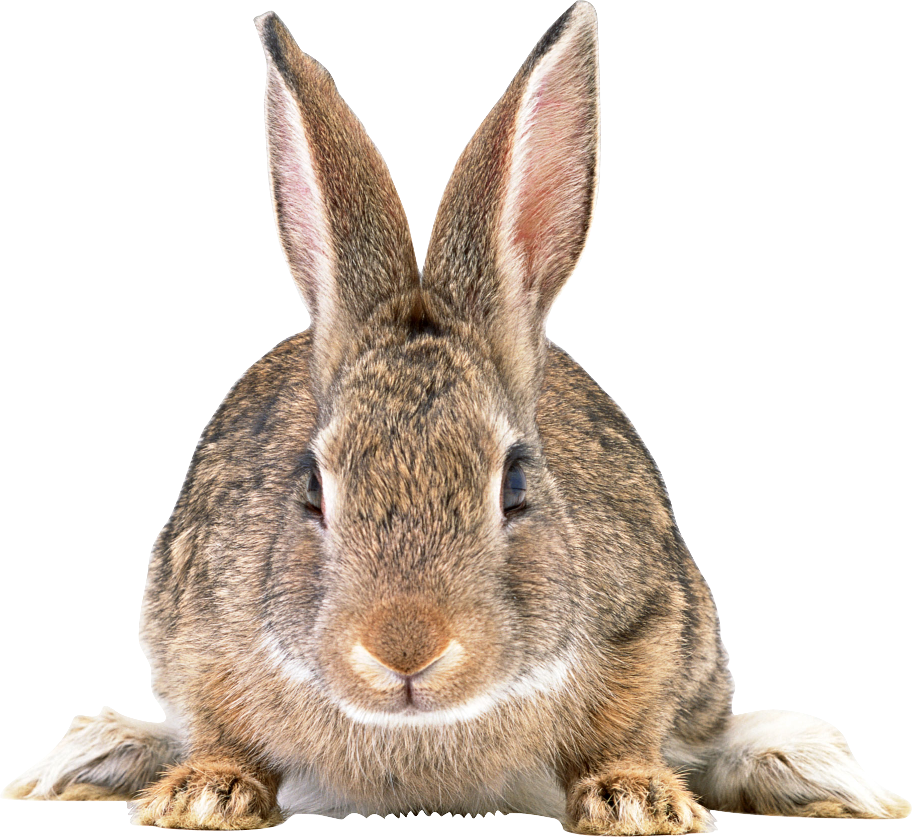 Alert Brown Rabbit Portrait PNG image