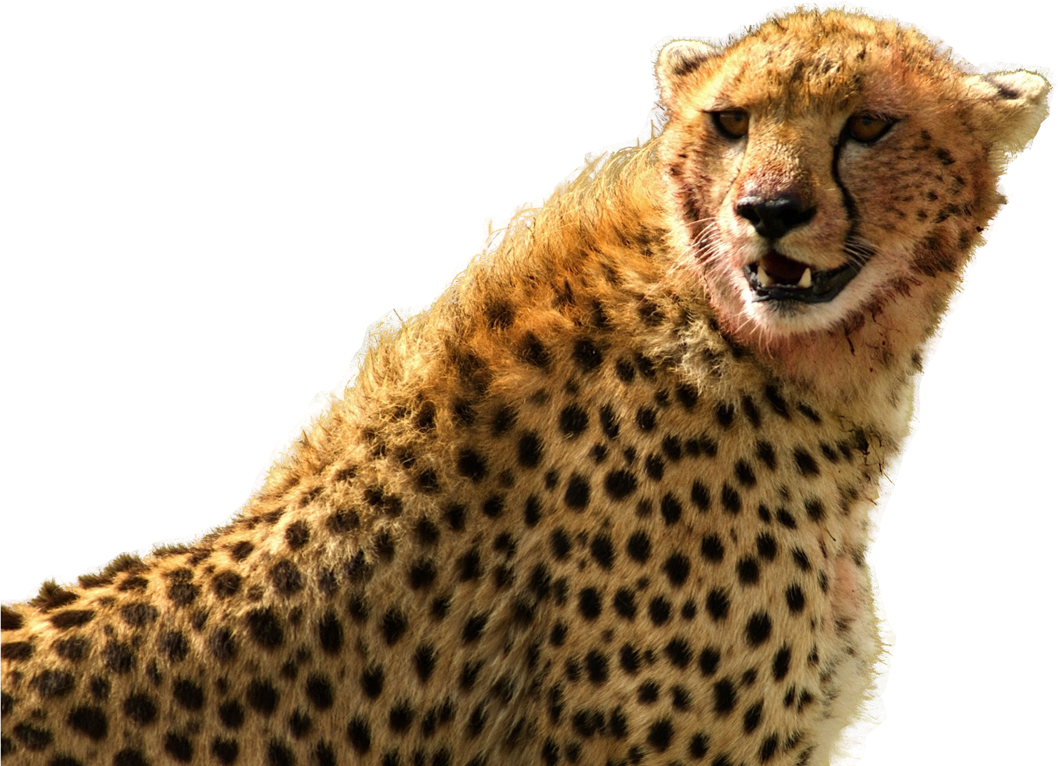 Alert Cheetah Portrait PNG image