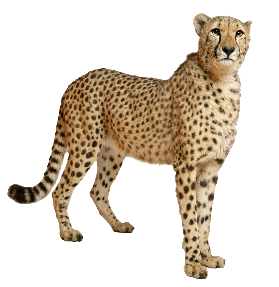 Alert Cheetah Standing PNG image