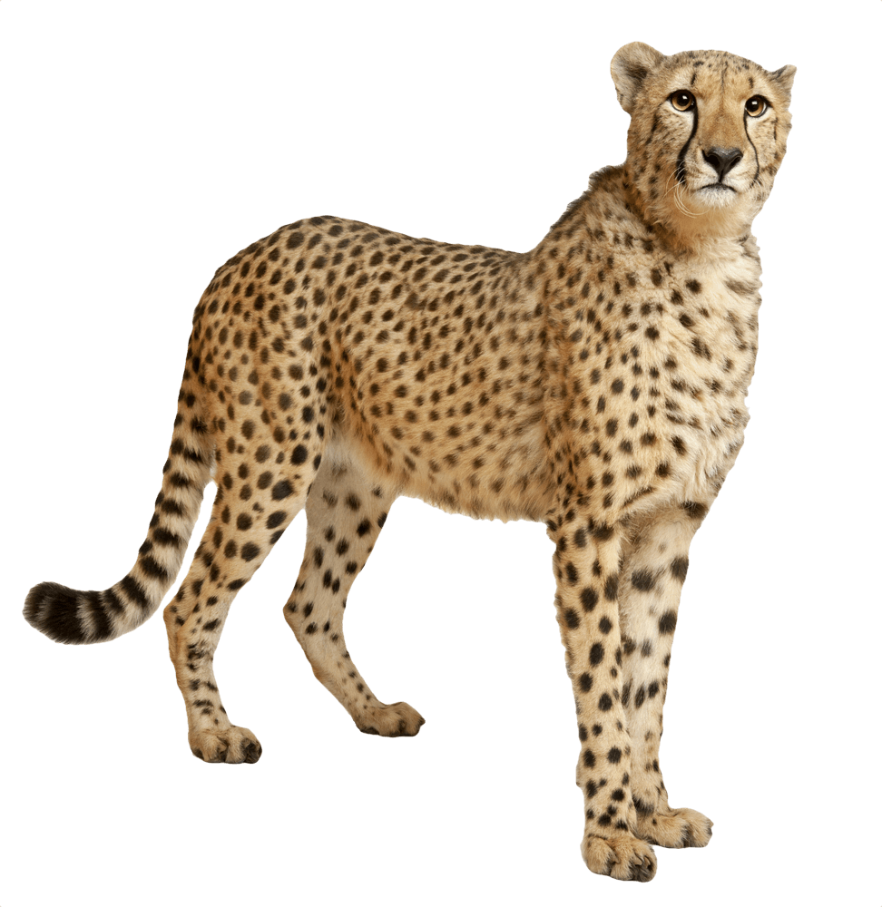Alert Cheetah Standing Profile PNG image