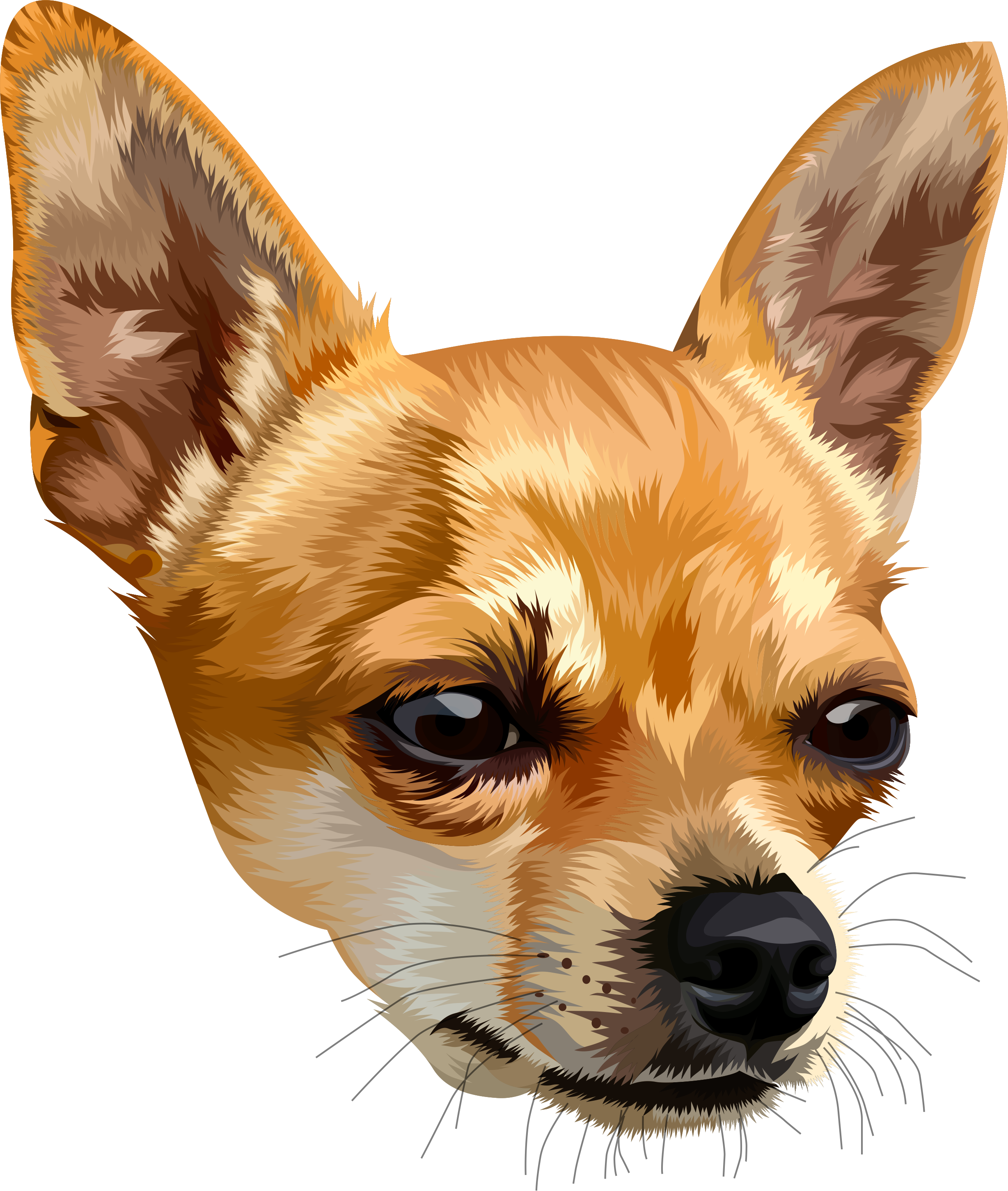 Alert Chihuahua Portrait PNG image