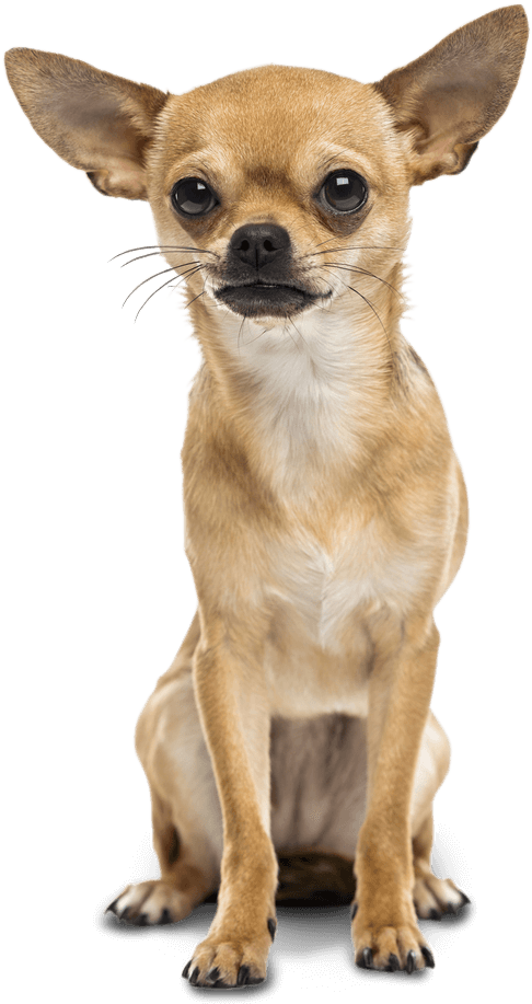 Alert Chihuahua Sitting Transparent Background.png PNG image