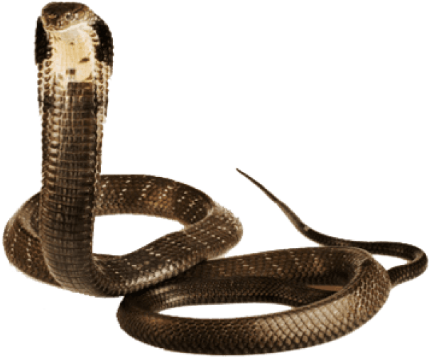 Alert Cobra Pose PNG image