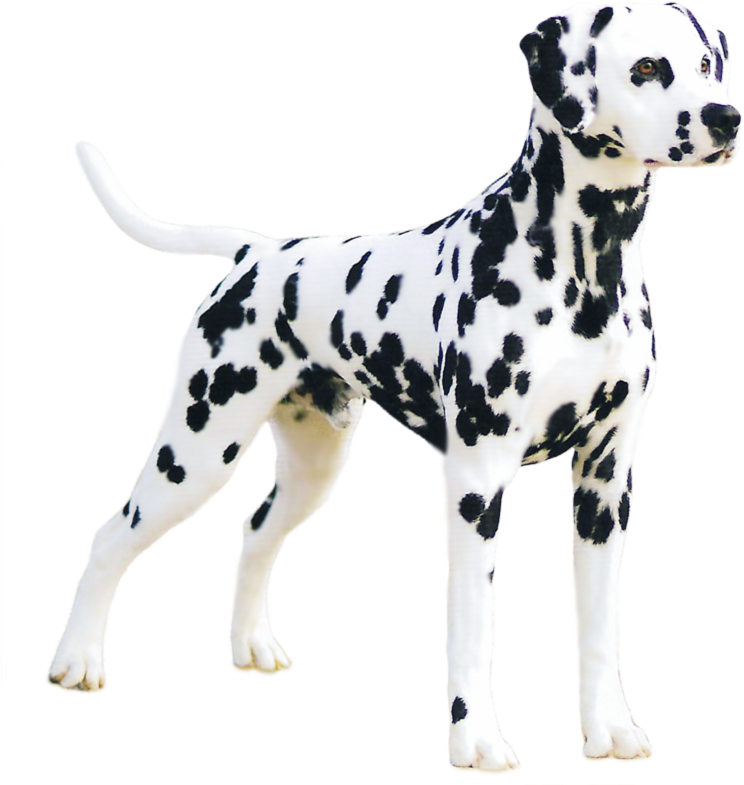 Alert Dalmatian Dog Standing PNG image