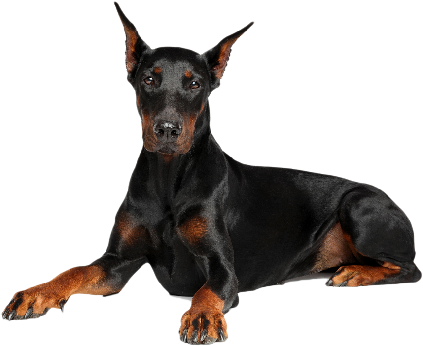 Alert Doberman Pinscher Portrait PNG image