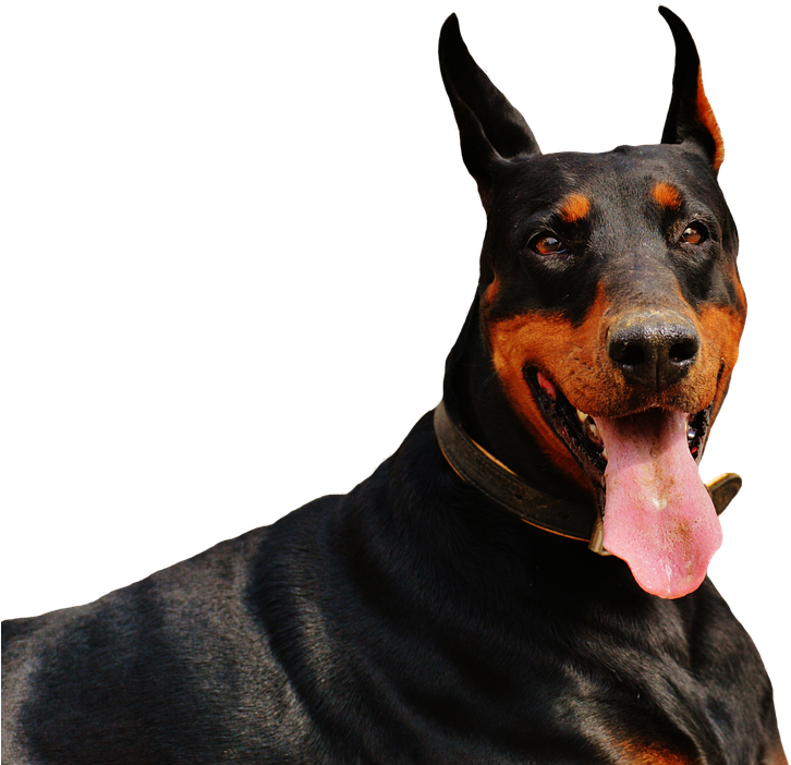 Alert Dobermanwith Tongue Out PNG image
