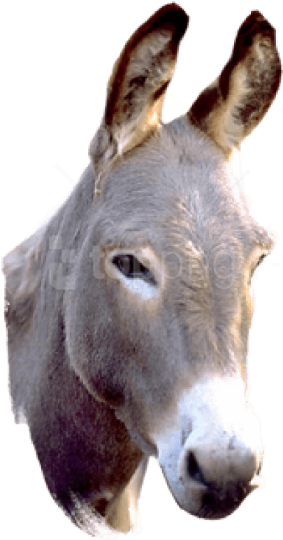 Alert Donkey Portrait PNG image