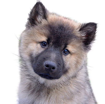 Alert Eurasian Puppy Portrait PNG image