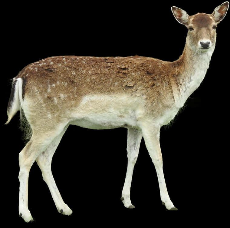 Alert Fallow Deer On Black Background PNG image
