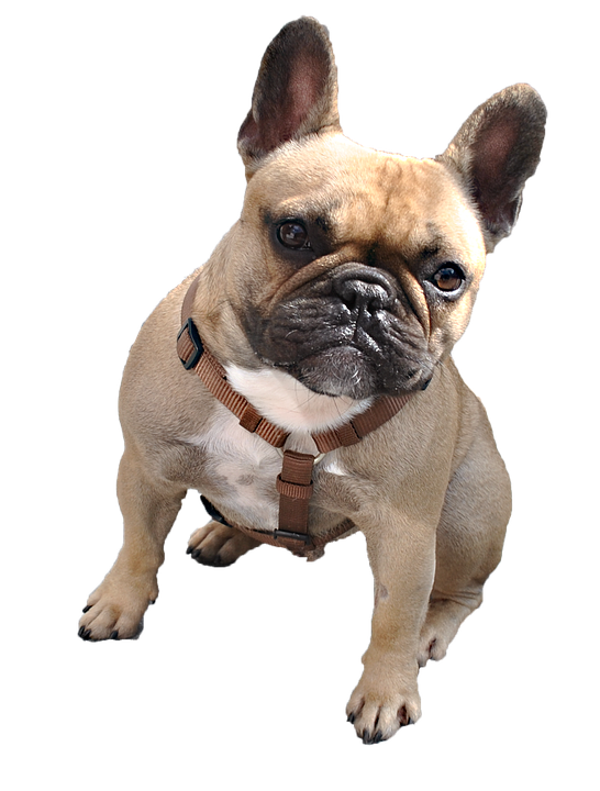 Alert Fawn French Bulldogwith Harness PNG image