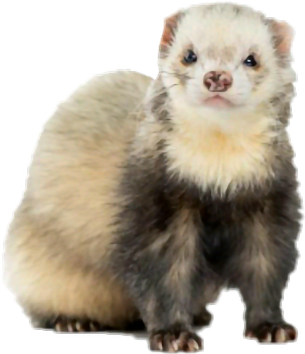 Alert Ferret Standing PNG image