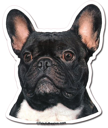 Alert French Bulldog Portrait PNG image