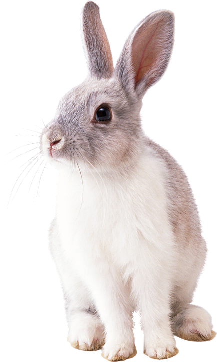 Alert Grey Rabbit.png PNG image