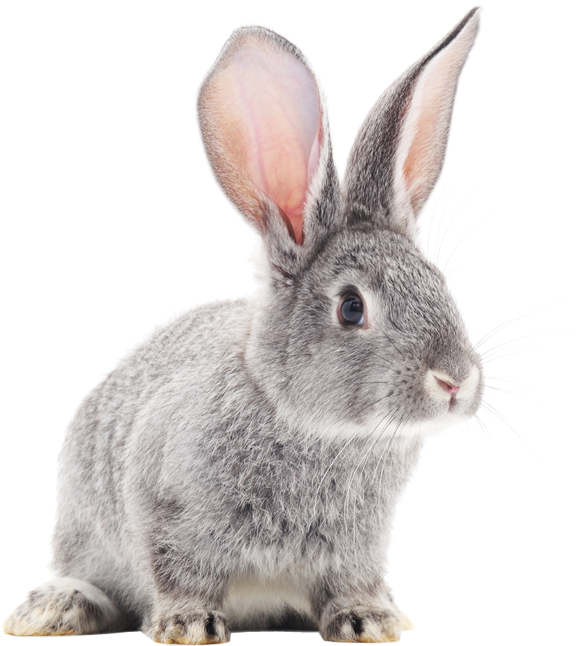 Alert Grey Rabbit Portrait PNG image