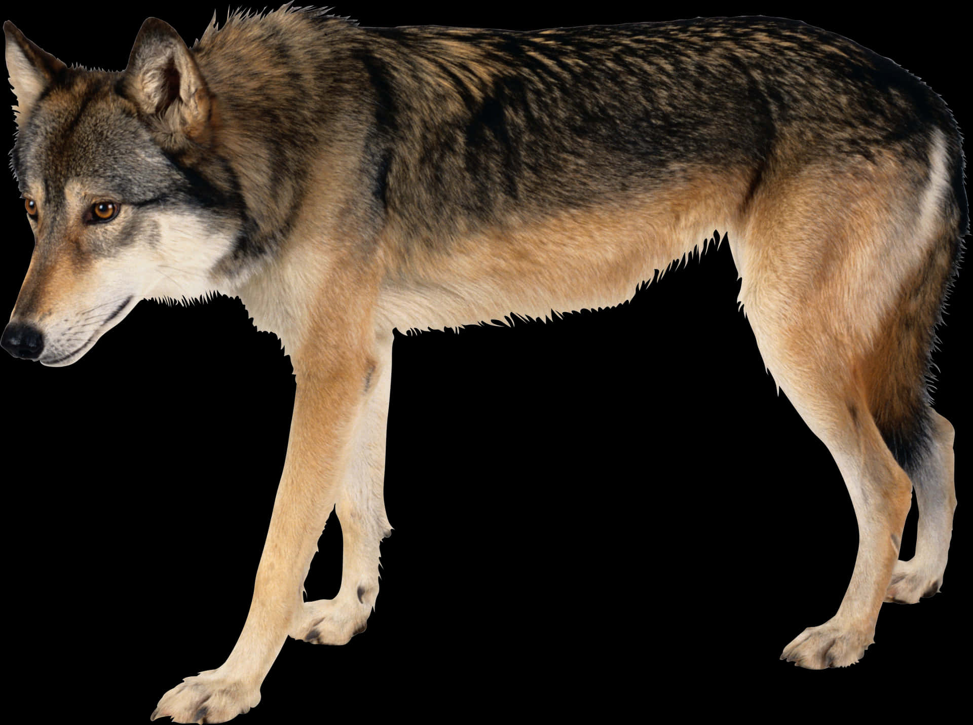 Alert Grey Wolf Isolatedon Black PNG image