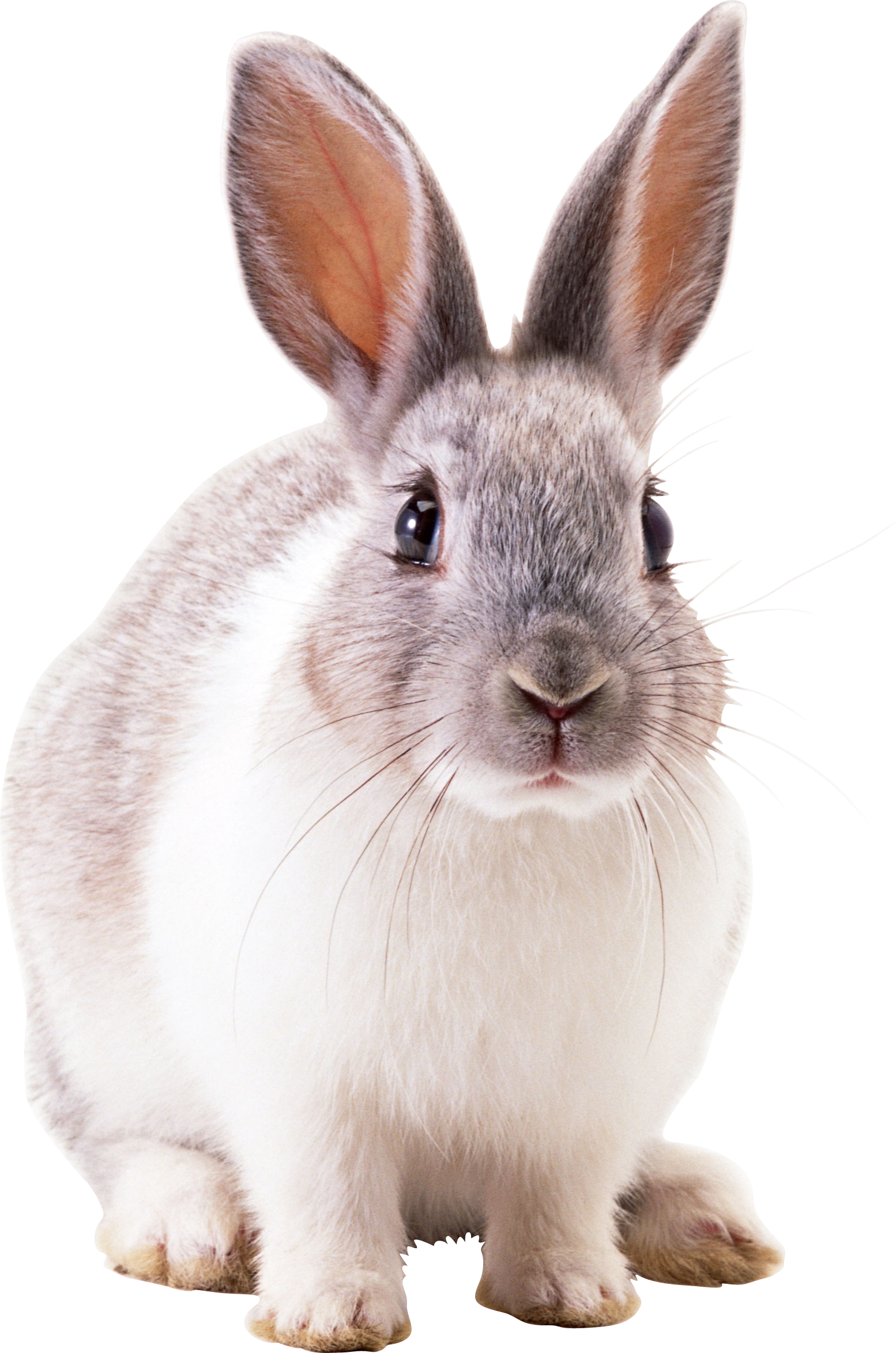 Alert Greyand White Rabbit PNG image