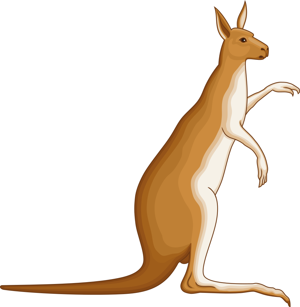 Alert Kangaroo Illustration PNG image