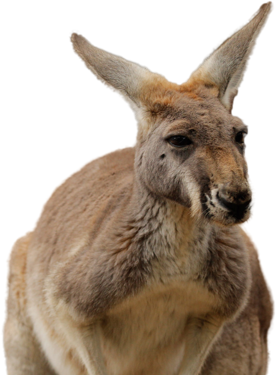 Alert Kangaroo Portrait PNG image