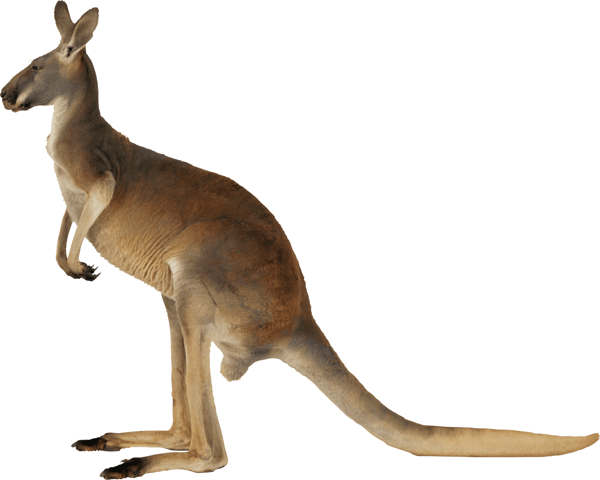 Alert Kangaroo Standing Transparent Background PNG image