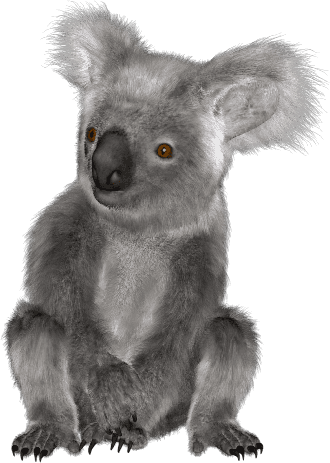 Koala Png Images (100++)