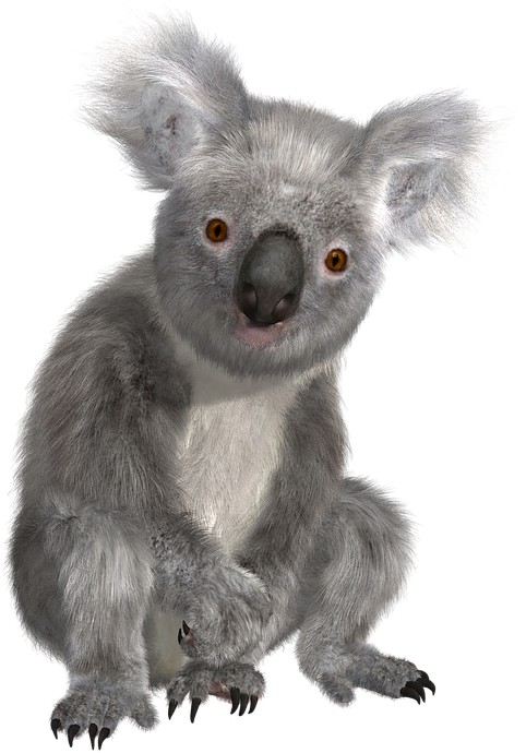 Alert Koala Portrait PNG image