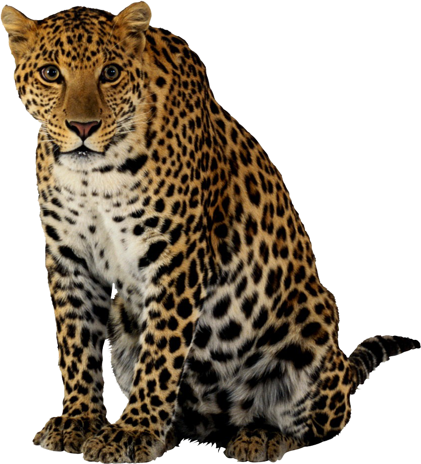 Alert Leopard Sitting Portrait PNG image