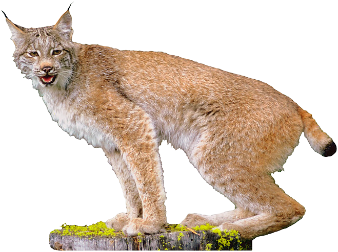 Alert Lynx On Stump PNG image