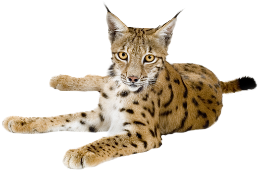 Alert Lynx On The Lookout.png PNG image