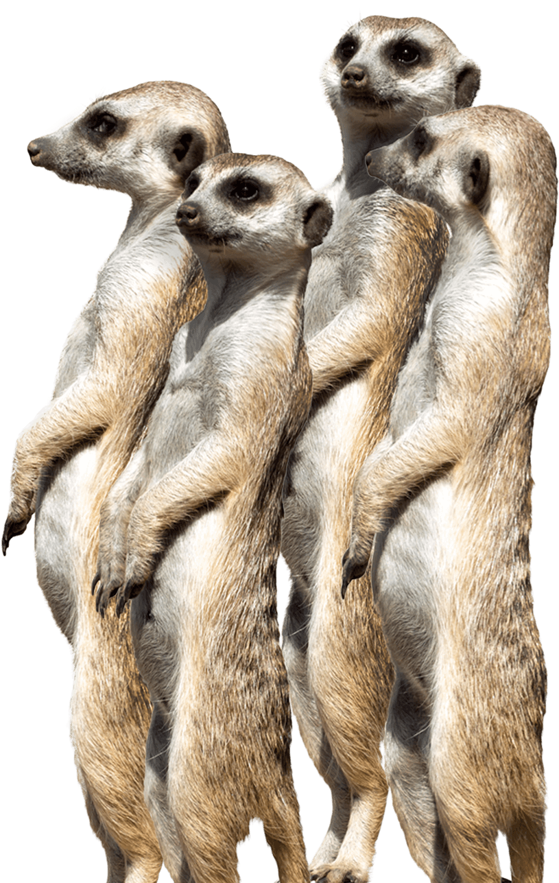 Alert Meerkat Gathering.jpg PNG image