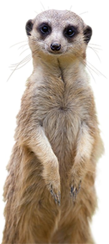 Alert Meerkat Standing PNG image