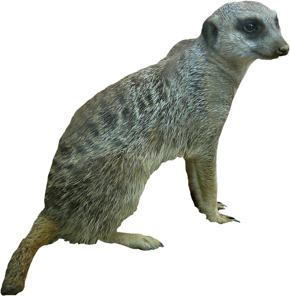 Alert Meerkat Standing PNG image