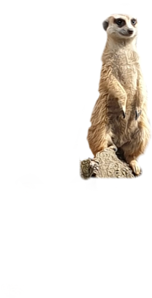 Alert Meerkat Standing Watch PNG image