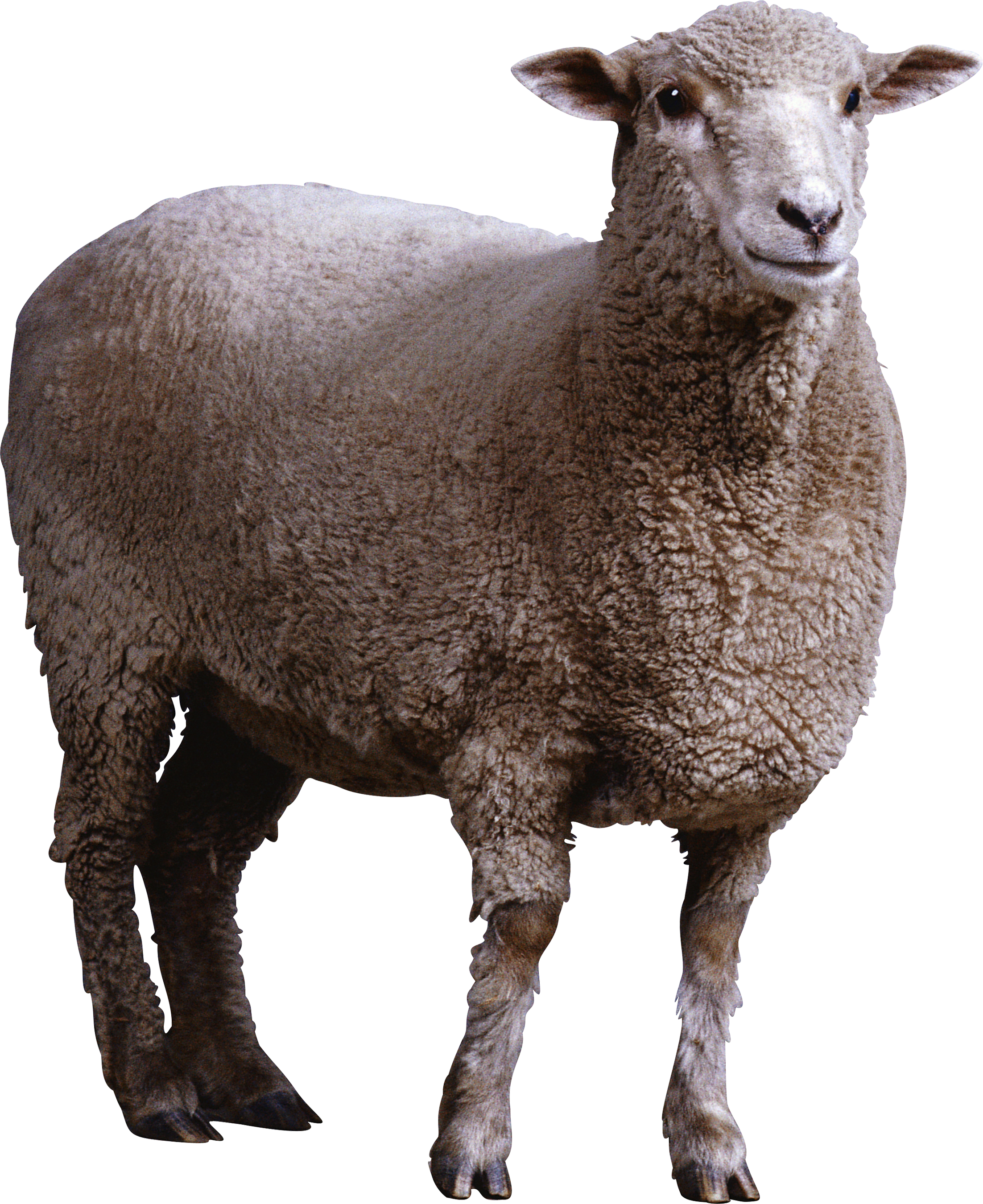 Alert Sheep Standing Transparent Background.png PNG image