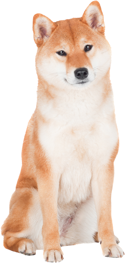 Alert Shiba Inu Sitting PNG image