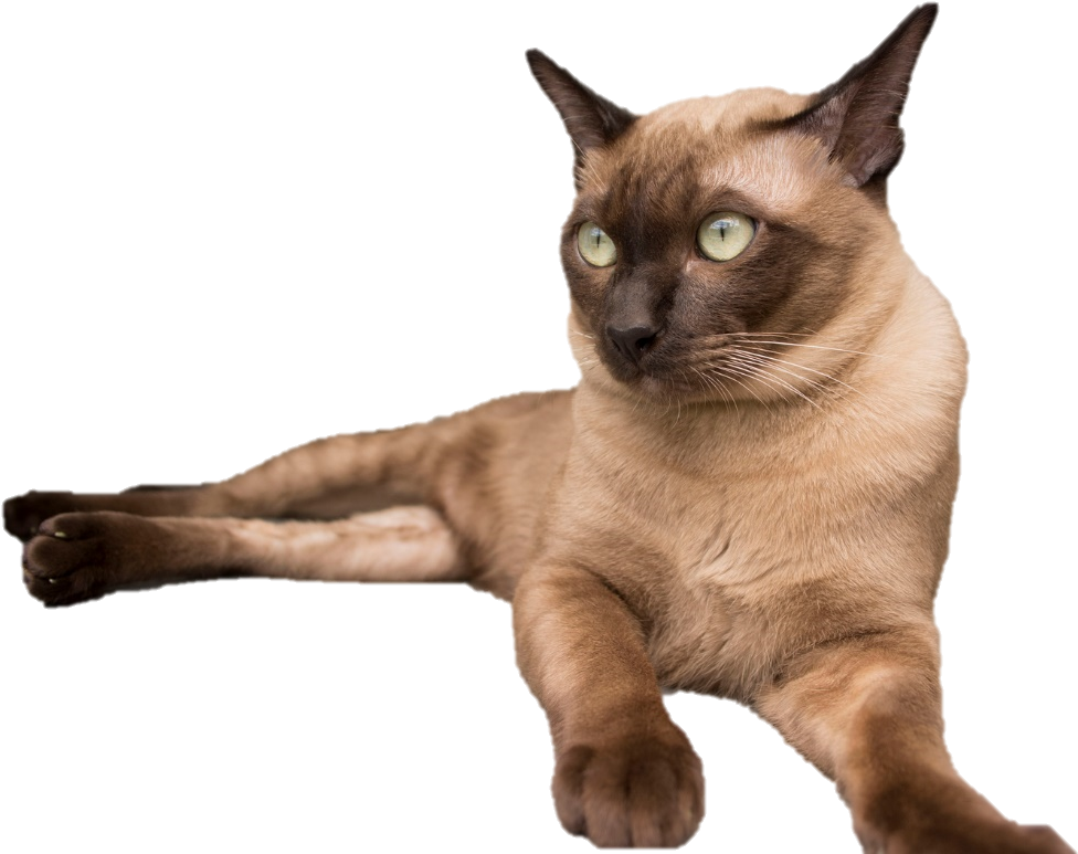 Alert Siamese Cat Blue Background PNG image
