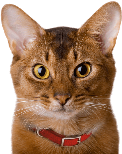 Alert Siamese Cat Portrait PNG image