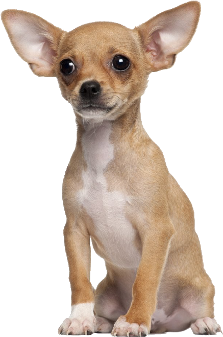 Alert Tan Chihuahua Puppy PNG image