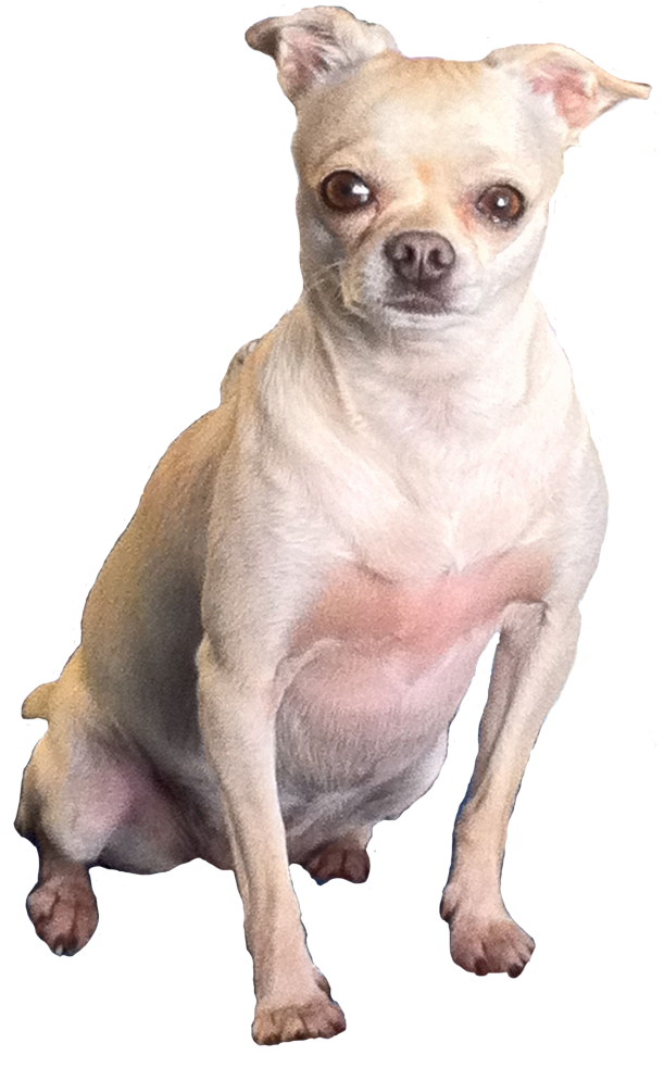 Alert Tan Chihuahua Sitting PNG image