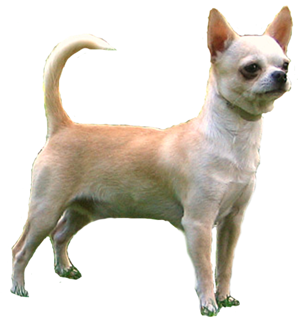 Alert Tan Chihuahua Standing PNG image