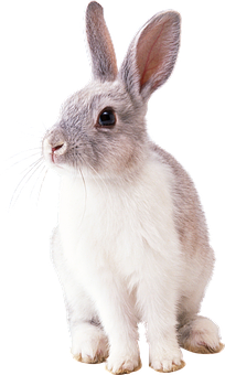 Alert White Rabbit Black Background.jpg PNG image